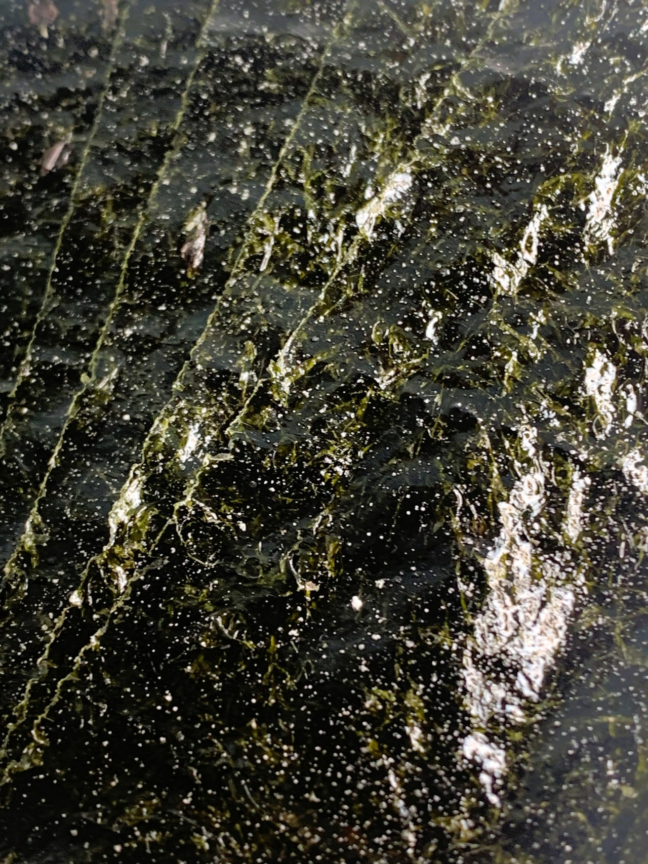 味付け海苔【山葵】 (8切り 40枚入り 全形5枚分)