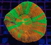 Scolymia Unique YellowLine