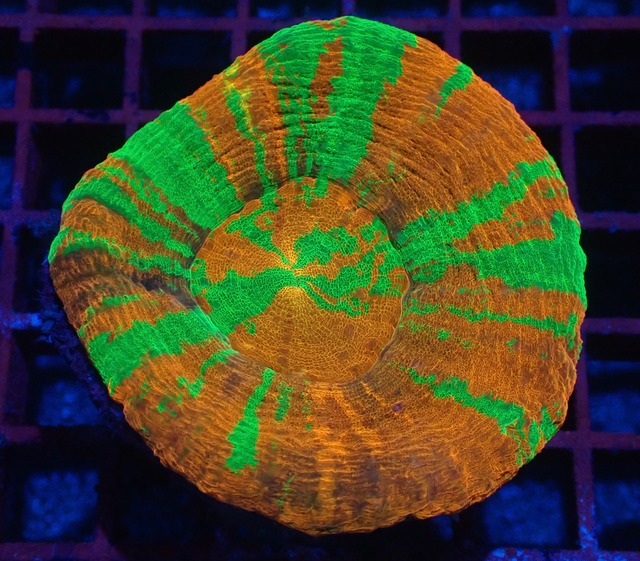 Scolymia Unique YellowLine
