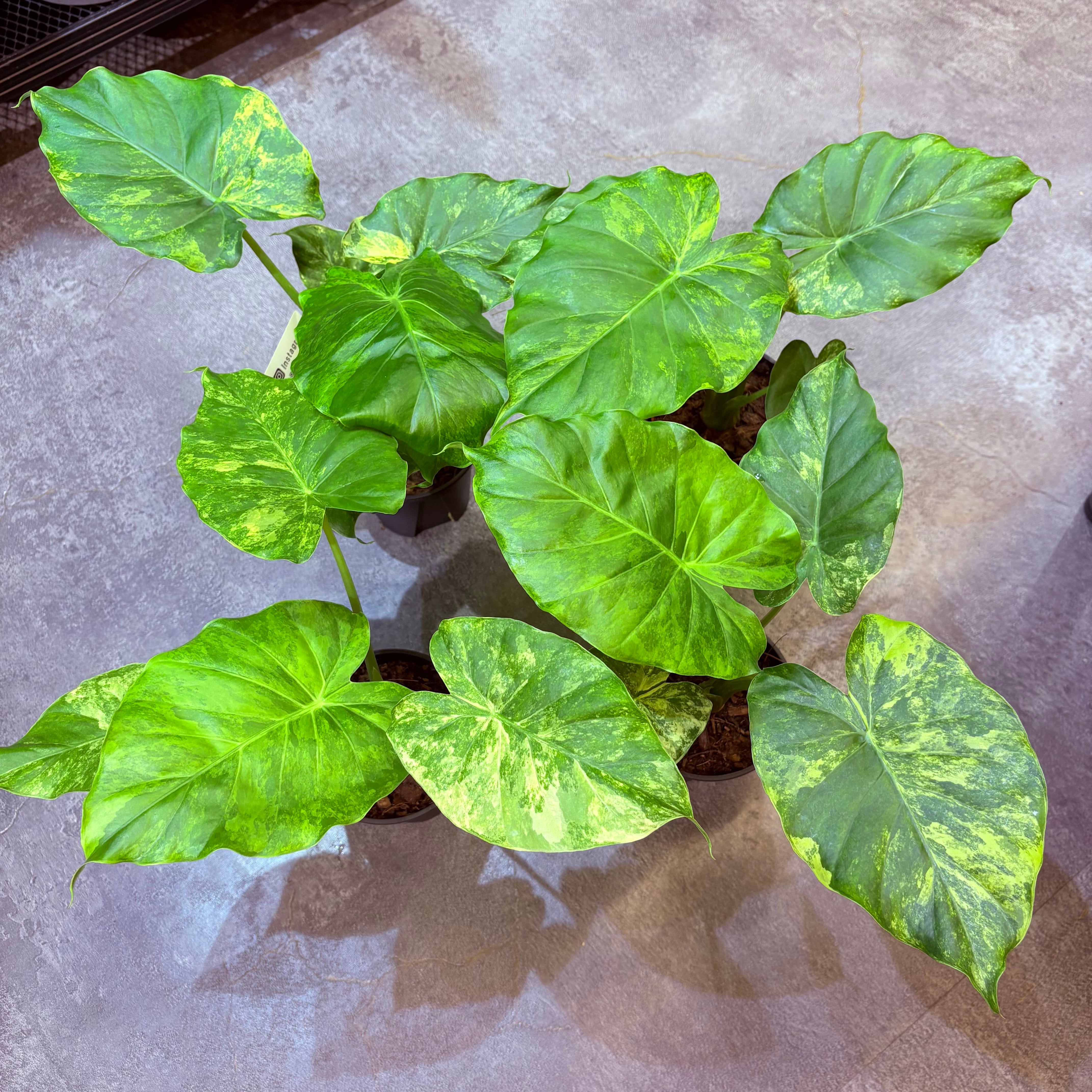 美株 アロカシア ネブラ オーレア Alocasia 'Dragon Breath' aurea｜アロカシア ドラゴンブレス オーレア