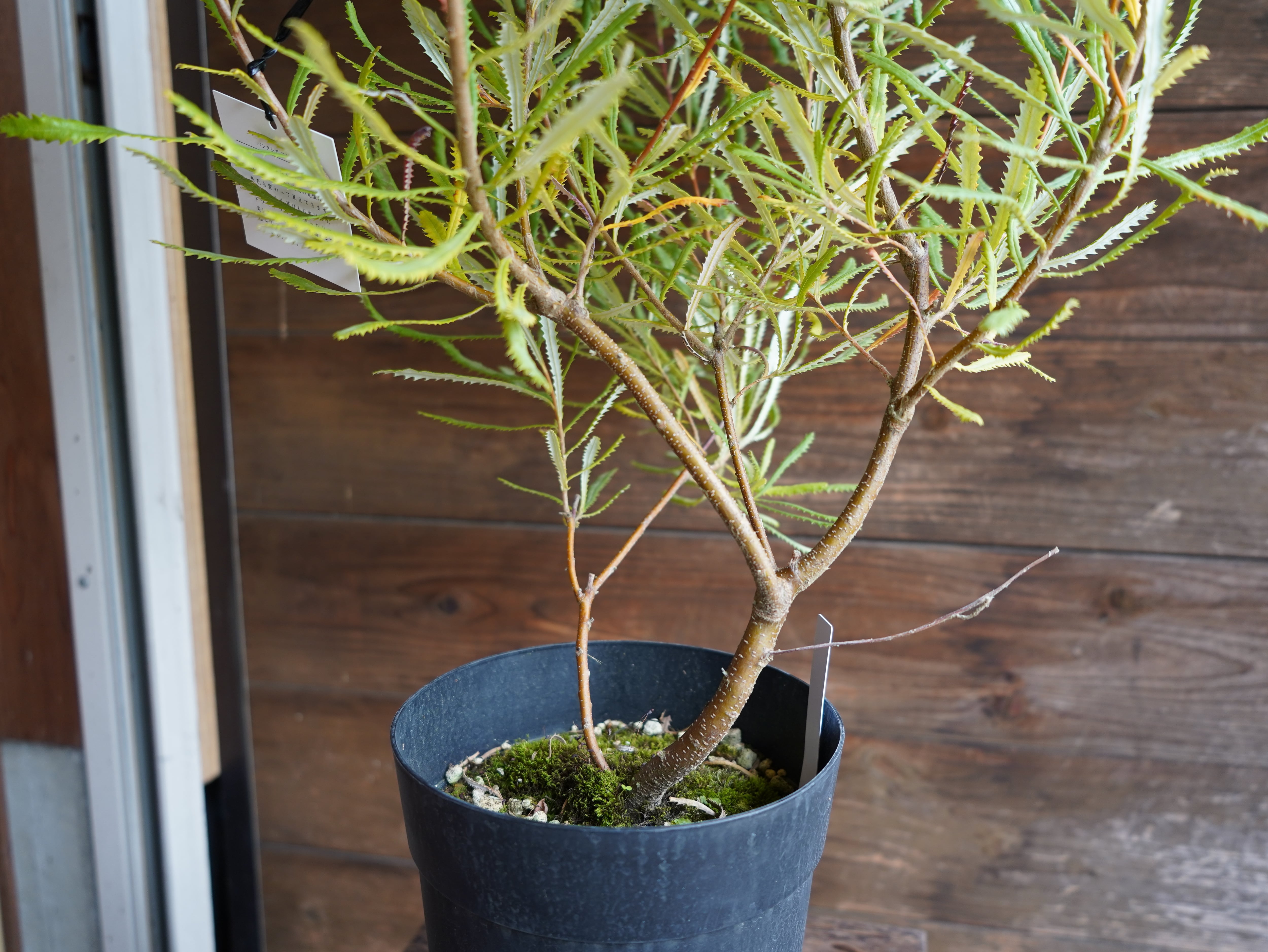 【現物】バンクシア ”スピヌローサ” B(ヘアピンバンクシア)