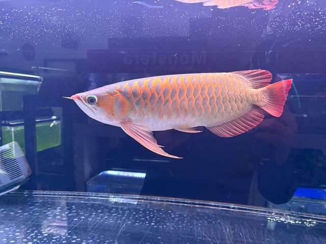 スーパーレッド40cm ビッグフィン