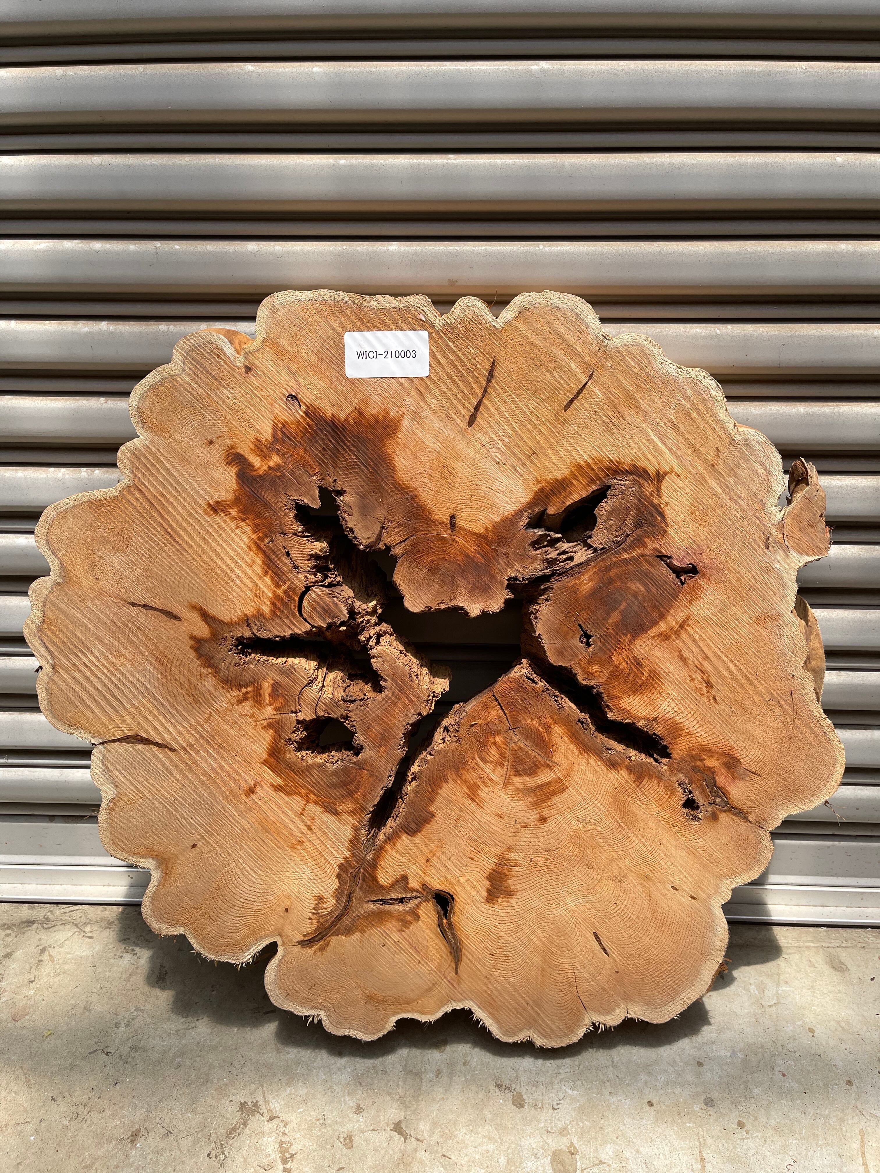 貝塚伊吹（カイヅカイブキ）輪切り | automnforest workshop