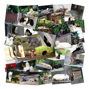のら猫ポストカードシリーズ （a stray cat） 32種セット