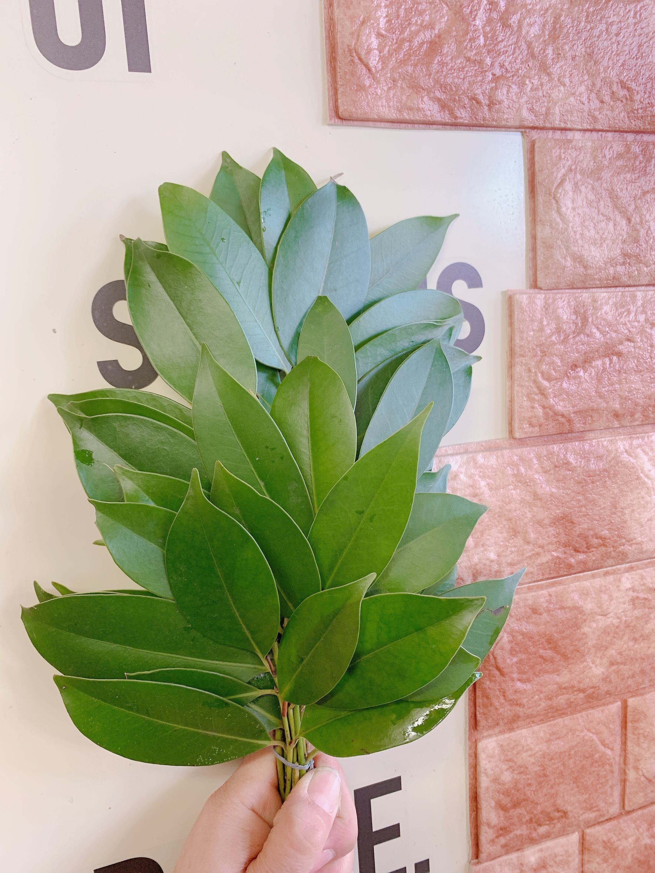 榊 定期便 月2回コース 榊 定期便 月2回コース 15000円