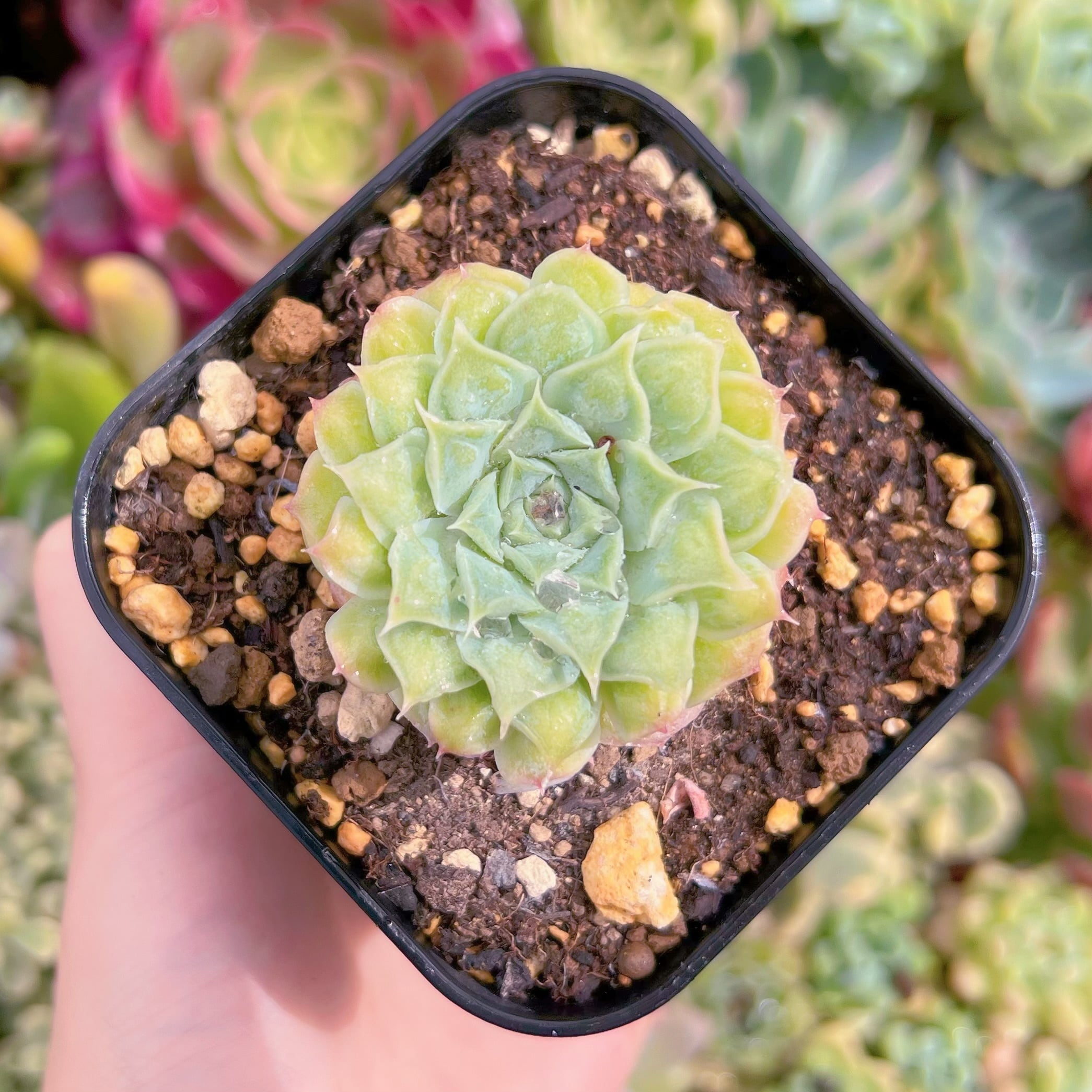 現品　ハートチョイス#541　るる農園