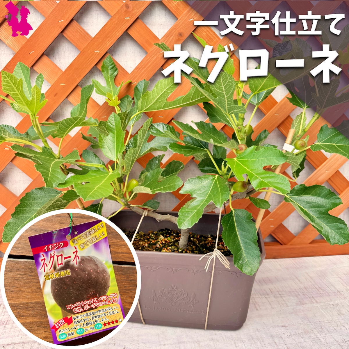 イチジク】ネグローネ一文字仕立て | 園芸農家イシヅキちゃんねるショップ