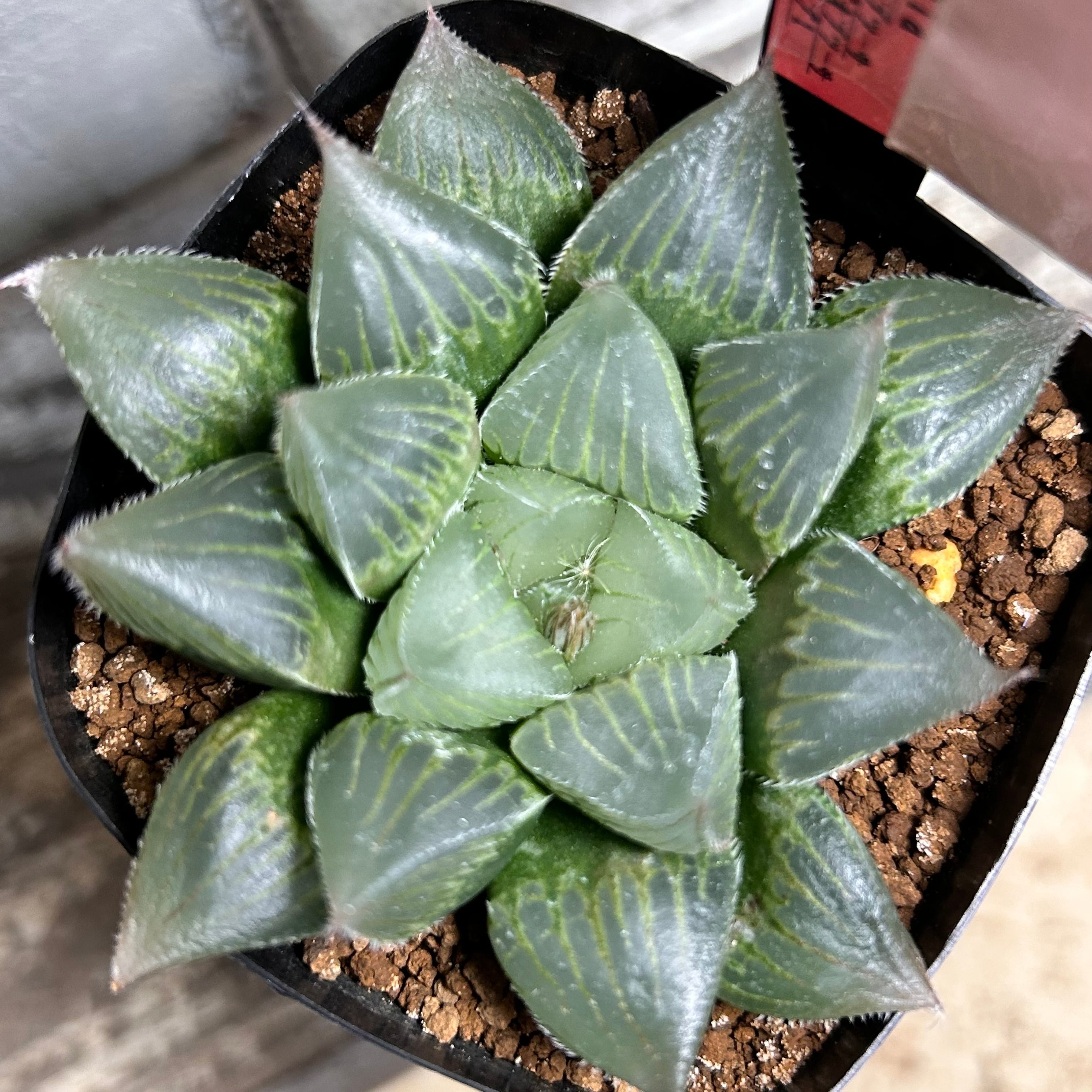 巨大赤線レンズオブツーサ錦 多肉植物 ハオルチア 【公式通販】