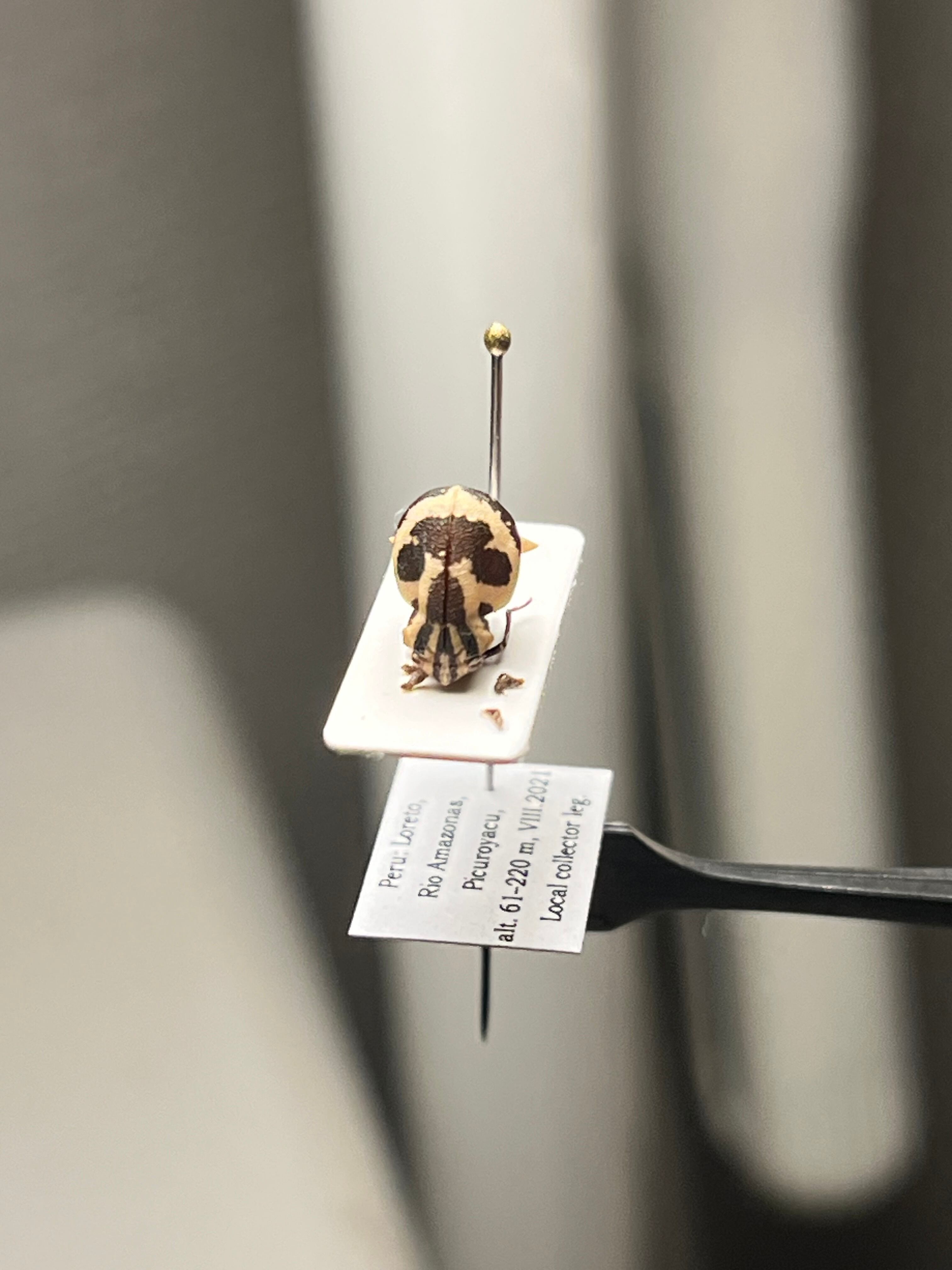 完璧髑髏】パンダヘルメットツノゼミ Anchistrotus sp.セミ ホタル 蛍