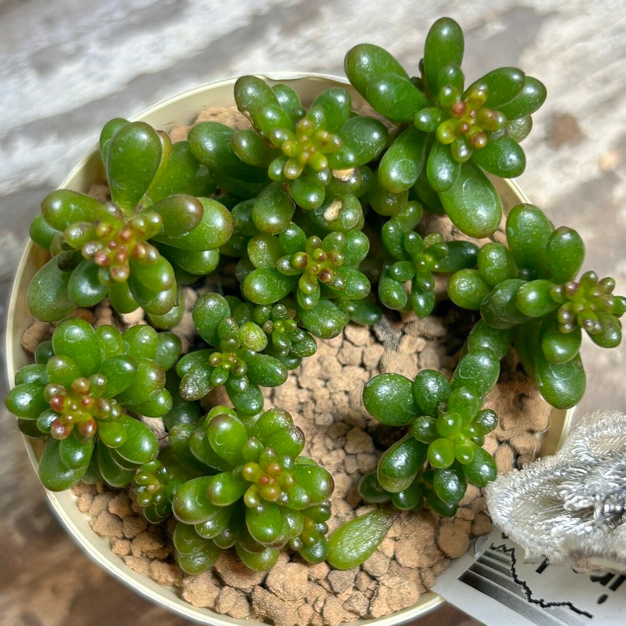 レッドベリー | RuPo 多肉植物専門店