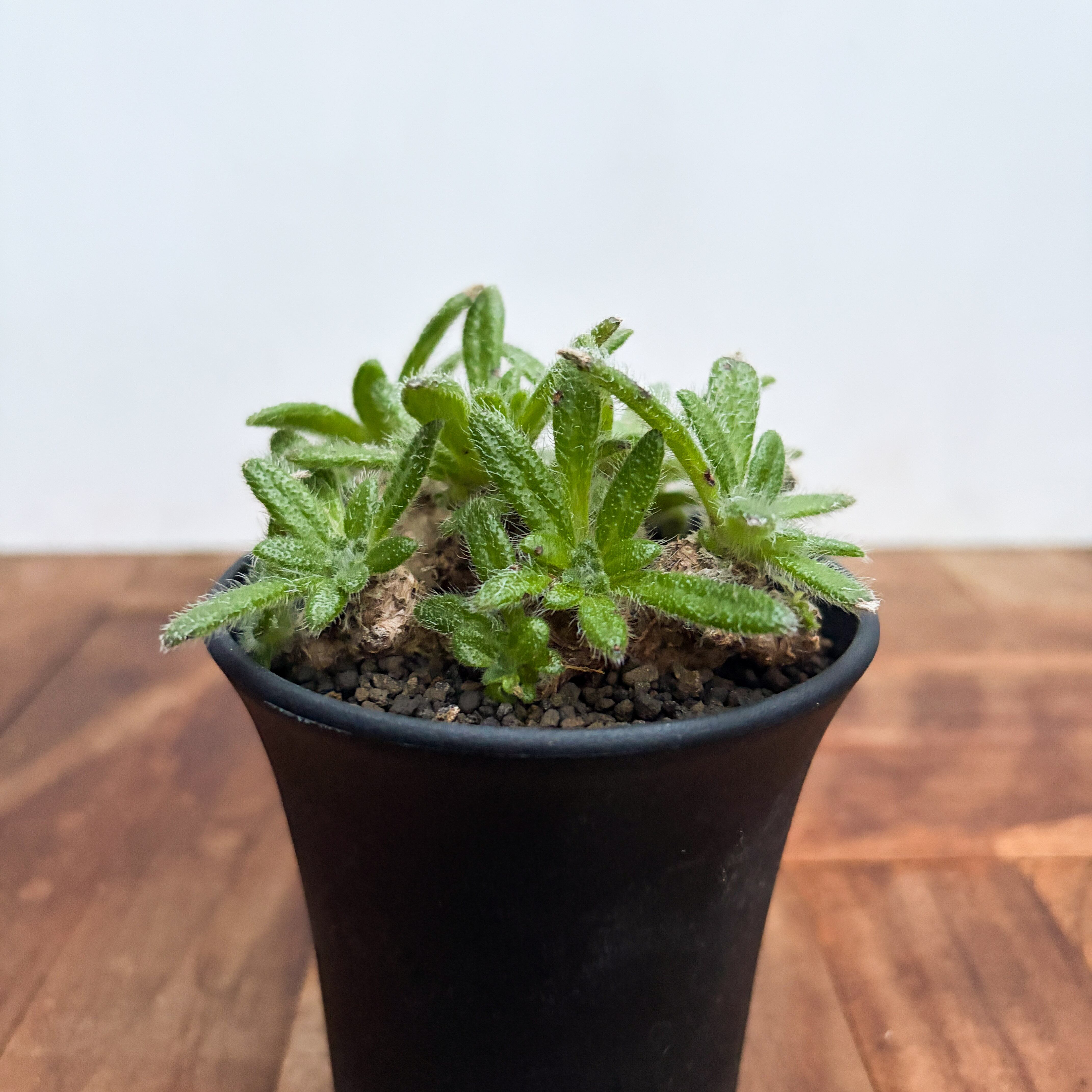 Euphorbia gamkensis 【ユーフォルビア・ガムケンシス】 | RIMO'S