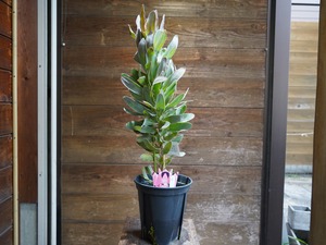 【現物】プロテア ”シルビア”　C