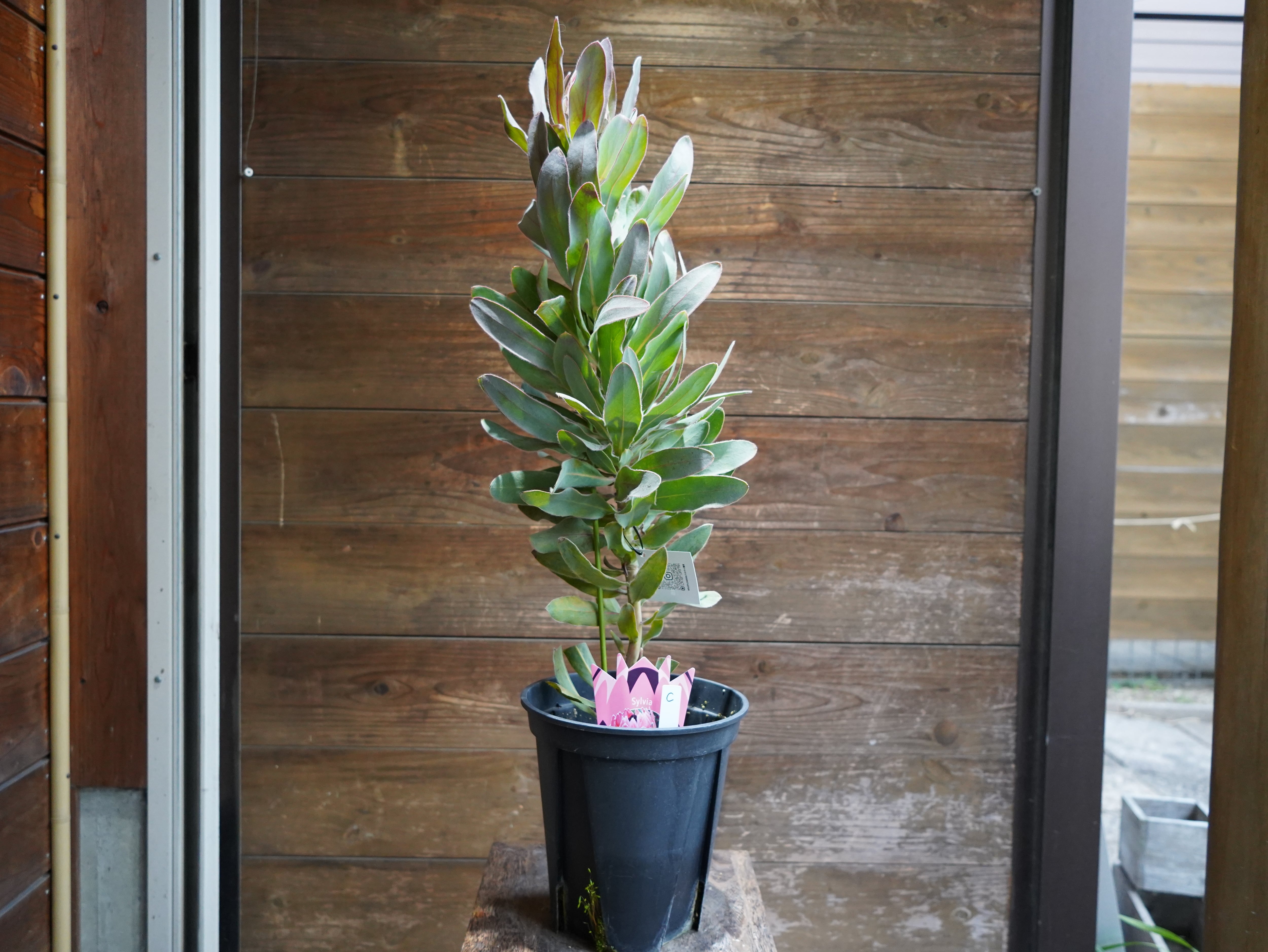 【現物】プロテア ”シルビア”　C