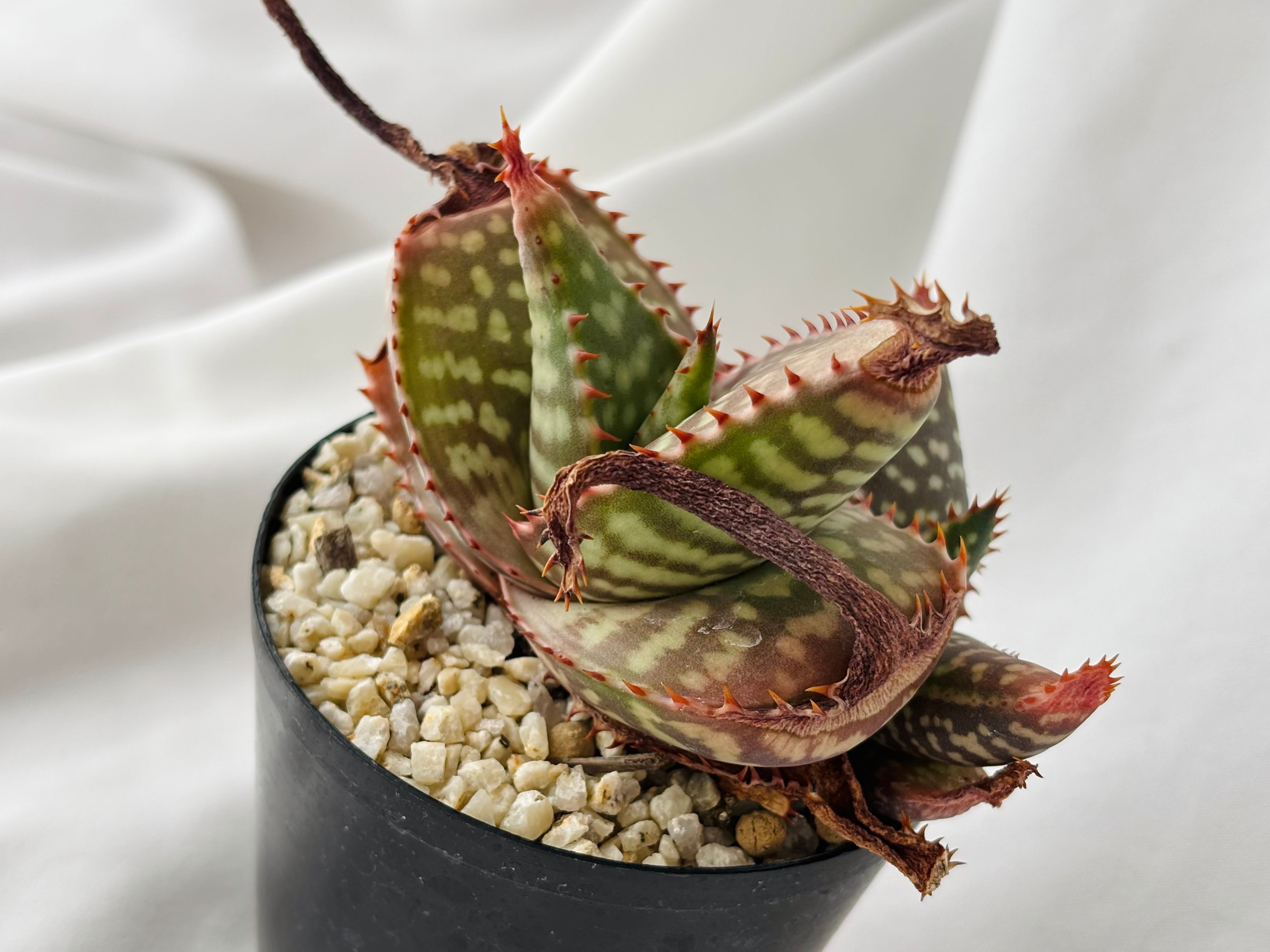 Aloe maculata v.latifolia アロエ ラティフォリア 多肉植物 | plants