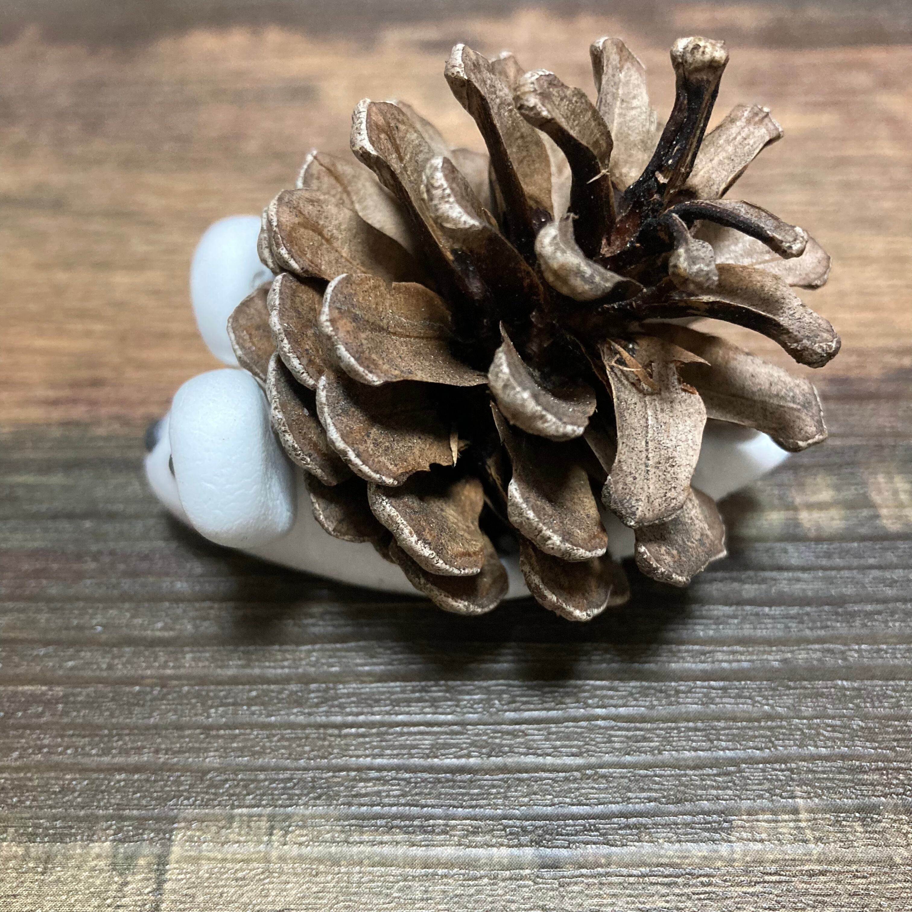 松ぼっくりハリネズミ | Pay ID