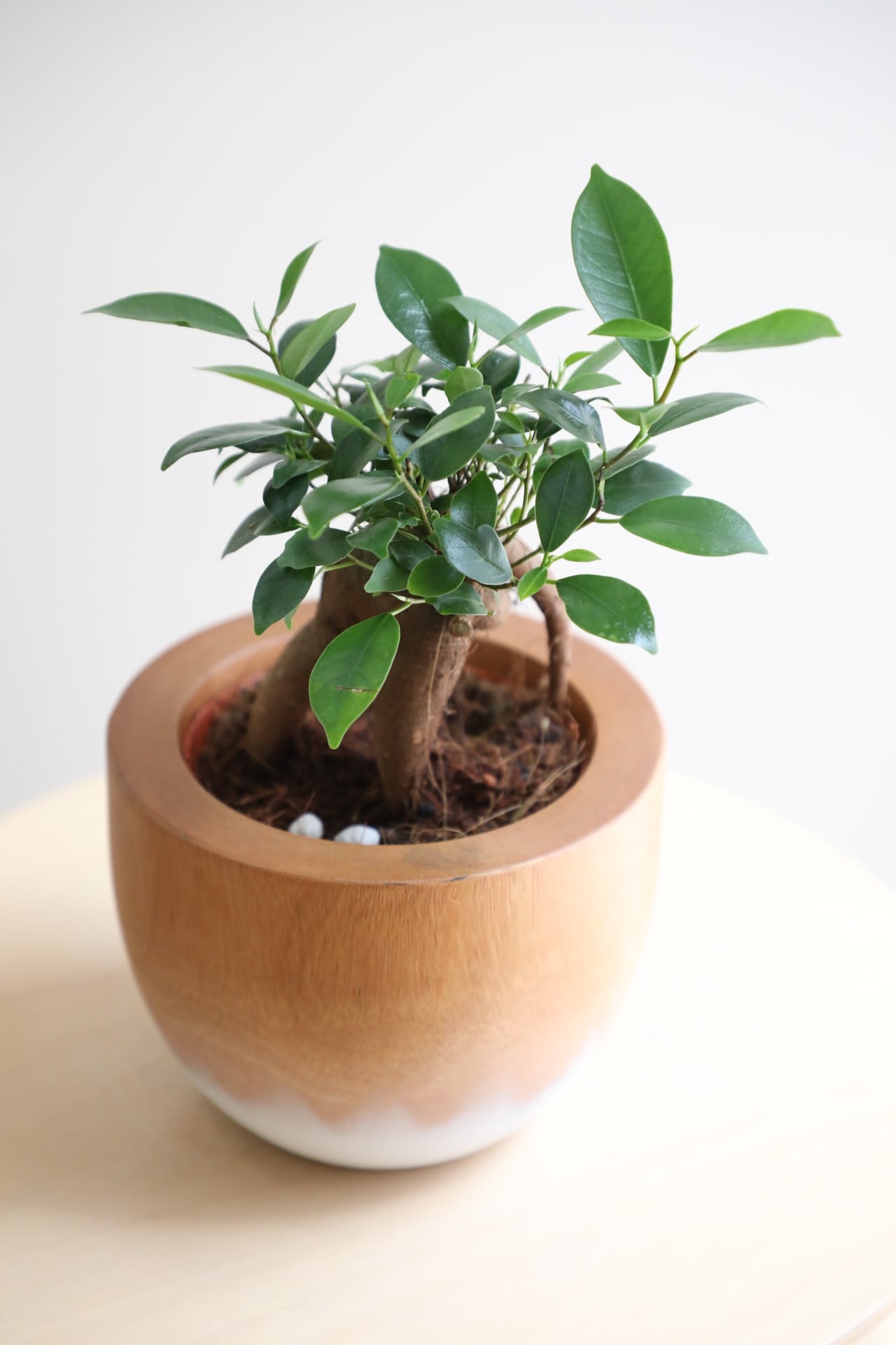 S】ガジュマル/Ficus microcarpa | 【厳選植物・器】MIDORI DOUMEI 翠