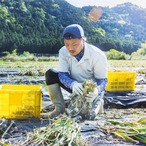 にんにく500g(農薬・化学肥料・除草剤不使用)