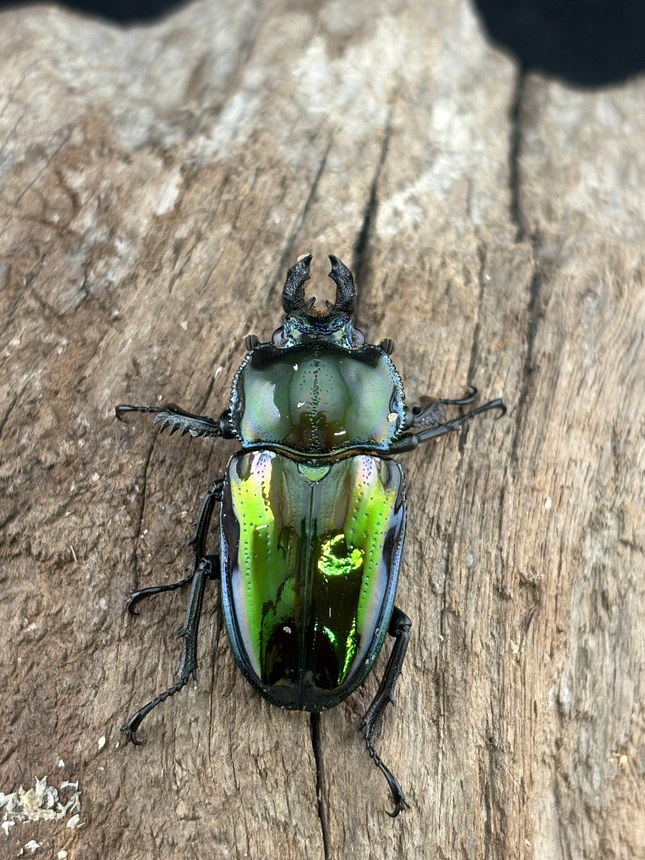 《ニジイロクワガタ 紫紺グリーンピカール系 51mm ペア》セルヴォラン氏委託個体