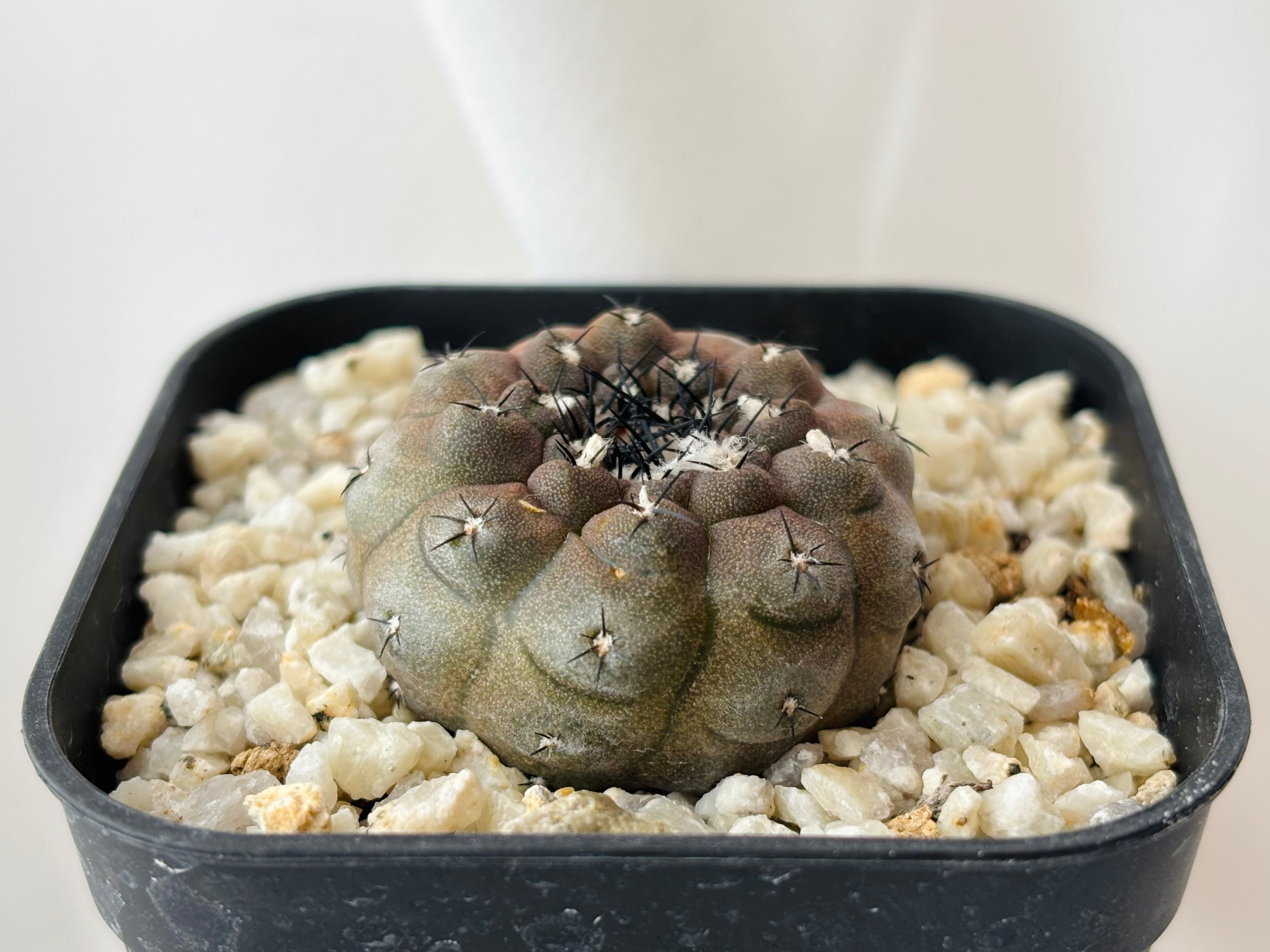 Copiapoa コピアポア | plants MARU ーサボテン・多肉植物のお店ー