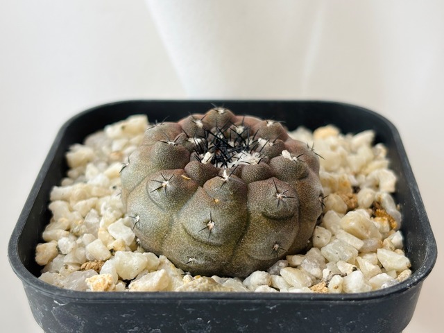Copiapoa hypogaea コピアポア ヒポガエア サボテン