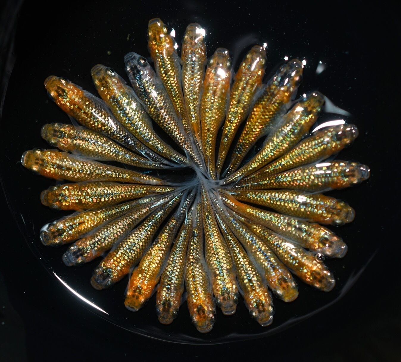 忘却の翼 忘却の翼 20匹 | 丸長メダカ