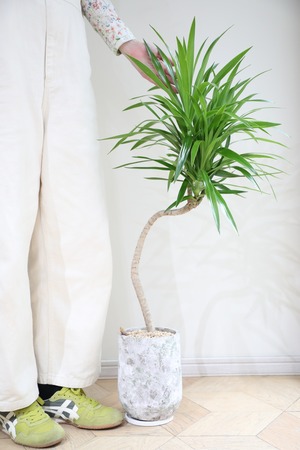 【L】ドラセナ ナビー/Dracaena Navi