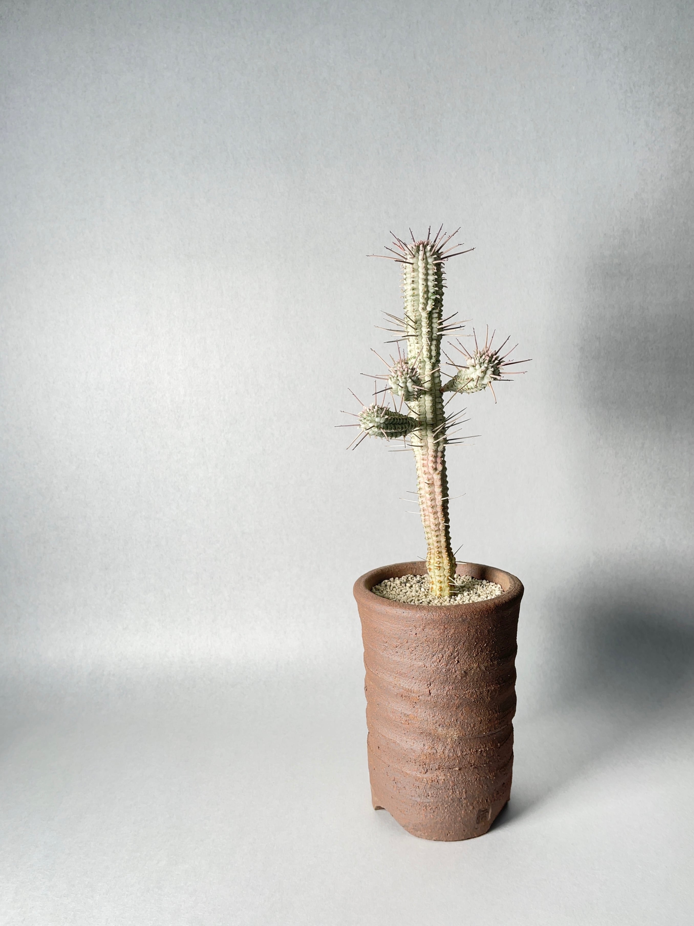 ユーフォルビア・白樺キリン | trigger