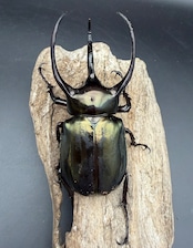 【WD】《ミンダナオアトラスオオカブト マラグサン産 92mm ペア》