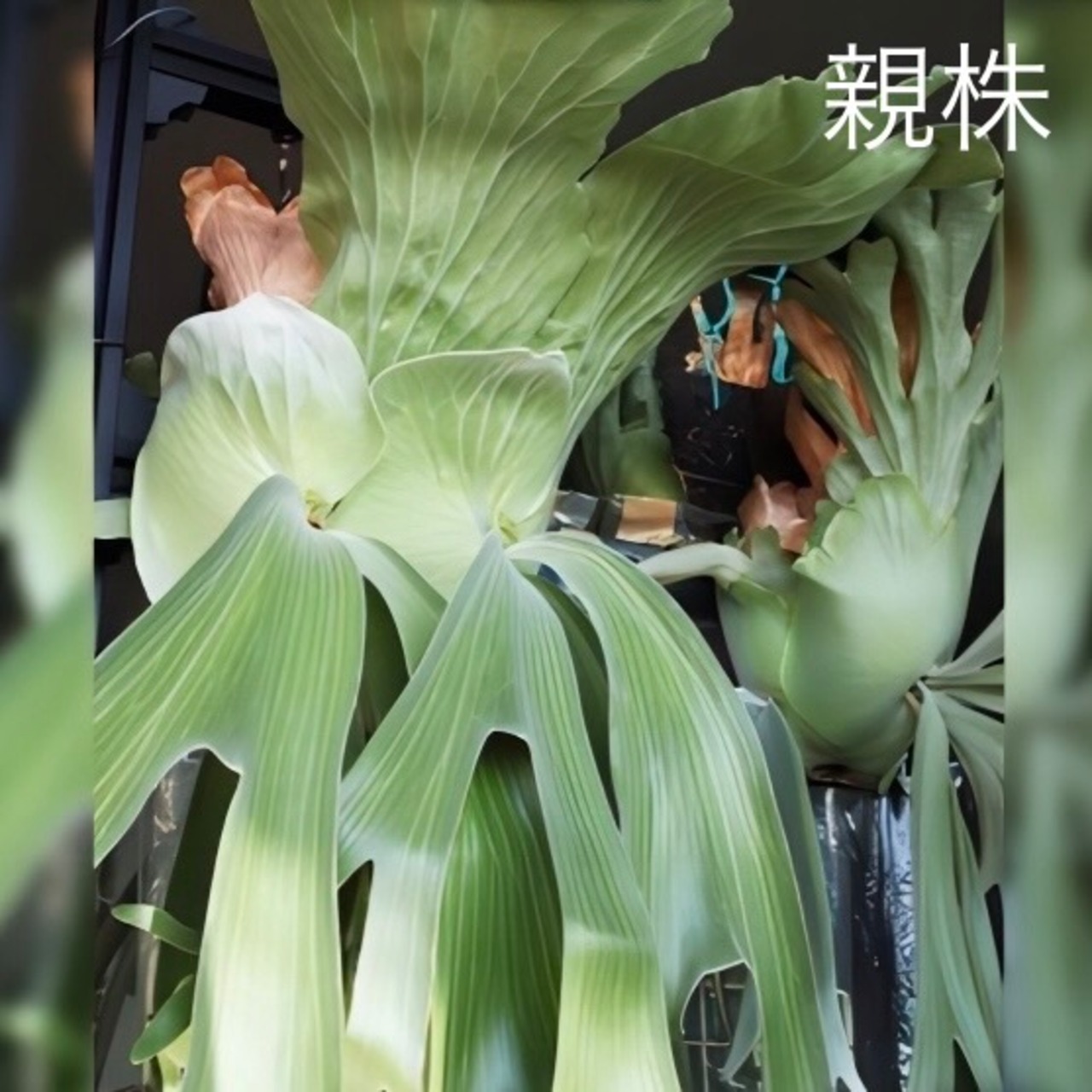 【UJビカクフェア】【抽選販売】ビカクシダ 原種3種セット（限定3）｜送料無料 15％OFF