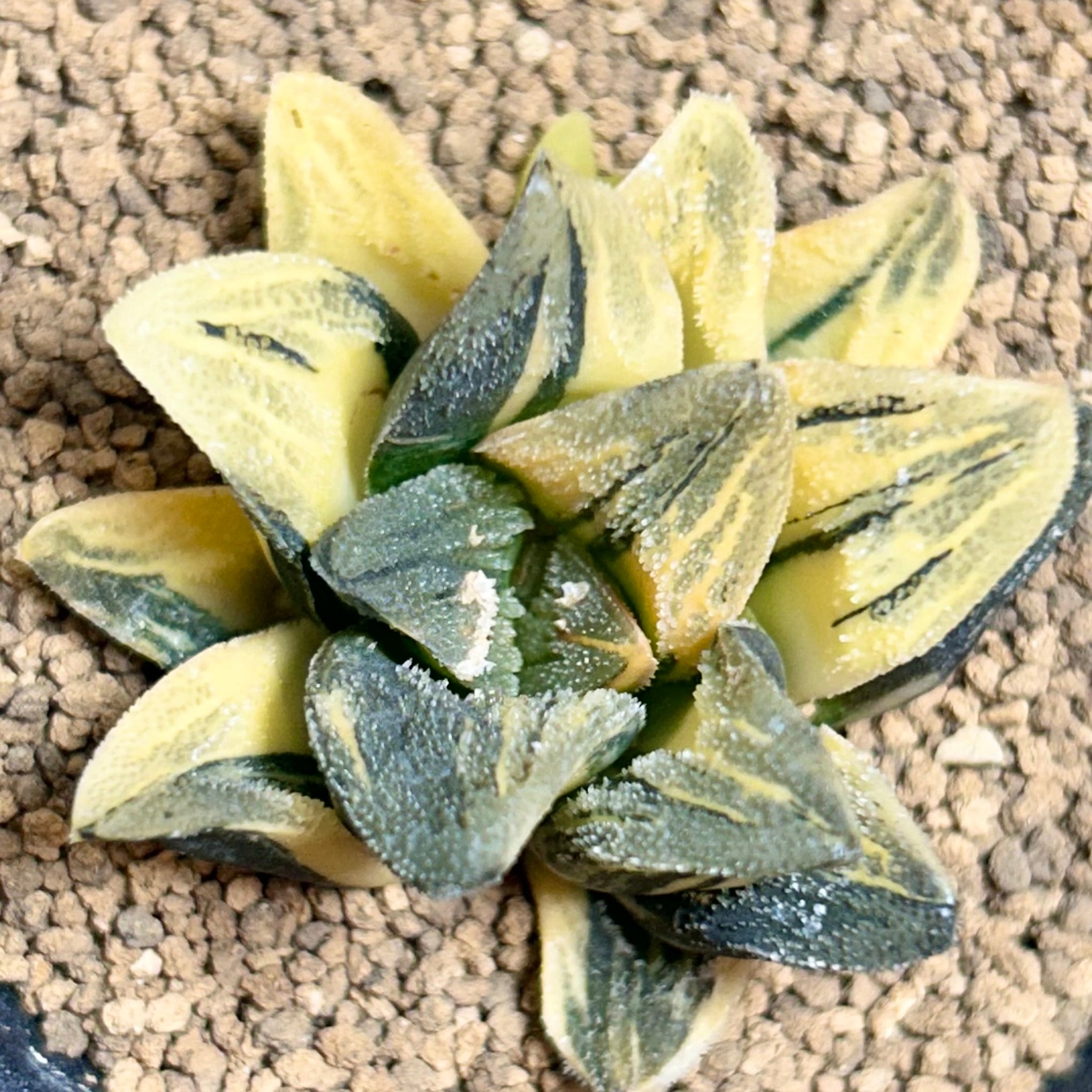 錦 | RuPo 多肉植物専門店