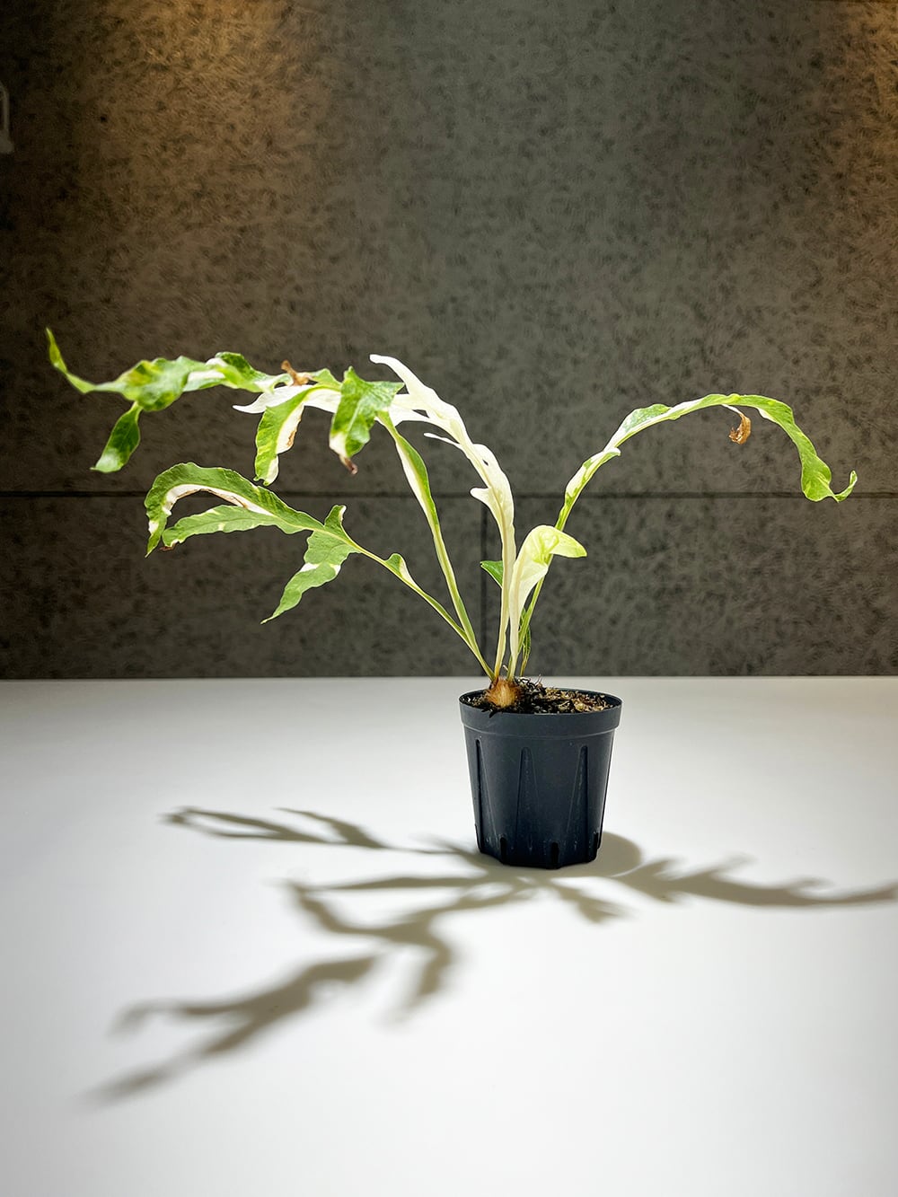 ドリナリア クエルシフォリア 斑入り 【Drynaria quercifolia