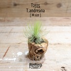 【送料無料】アンドレアナ M〔エアプランツ〕現品発送T2555