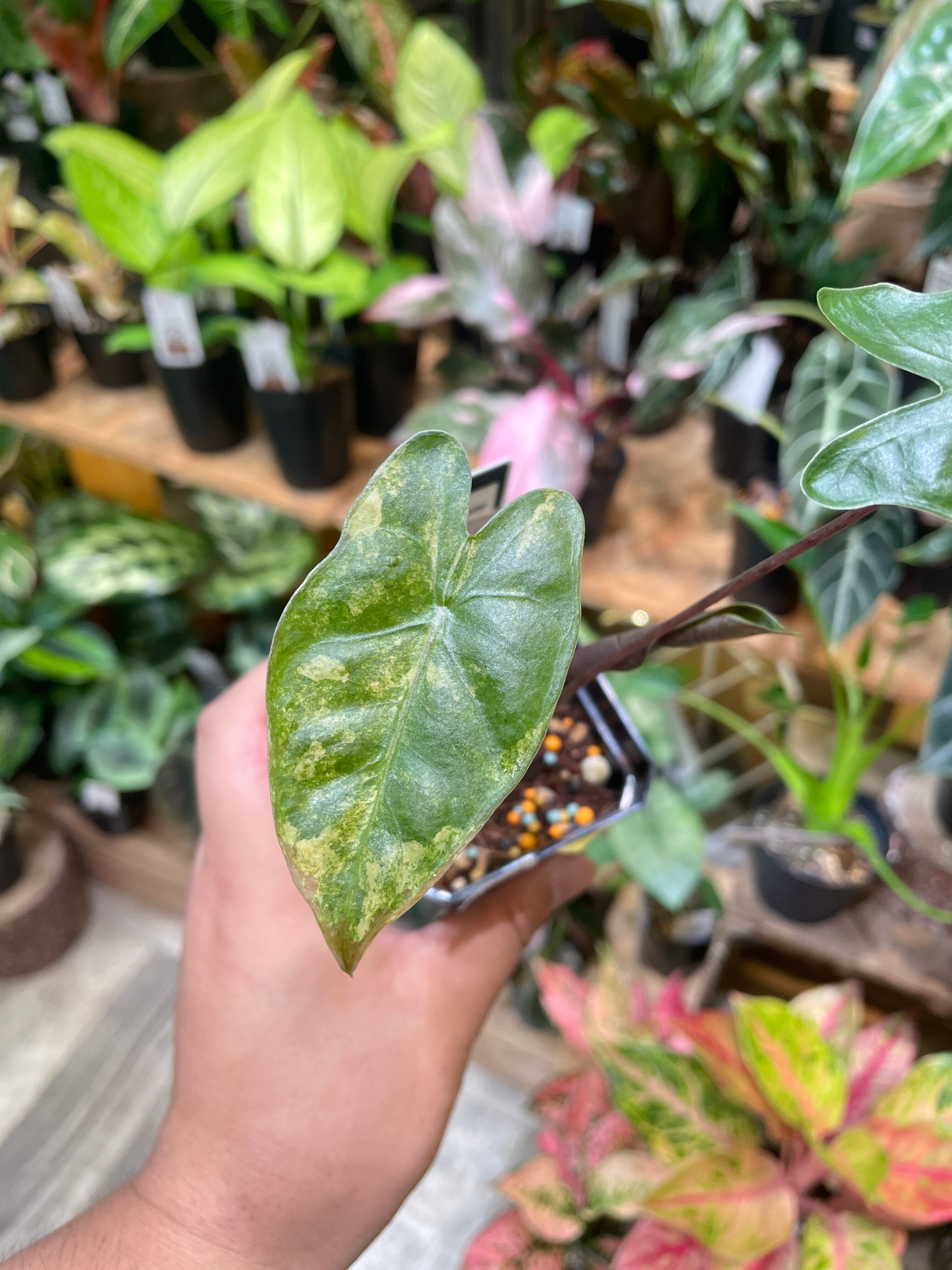 t*o様 アロカシア　シンポ　バリエガータ t*o様 アロカシア シンポ バリエガータ アロカシア シンポ