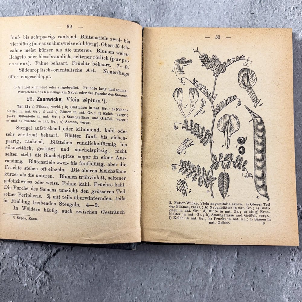 アンティーク 植物図鑑 J.Sturm VOl.9 1901年 ボタニカル アンティーク 植物図鑑 J.Sturm VOl.9 1901年 ボタニカル