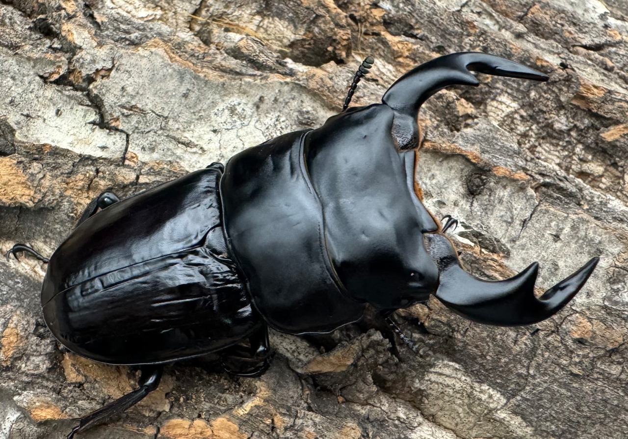 《インドアンタエウス タイガーヒル産 74mm ペア》