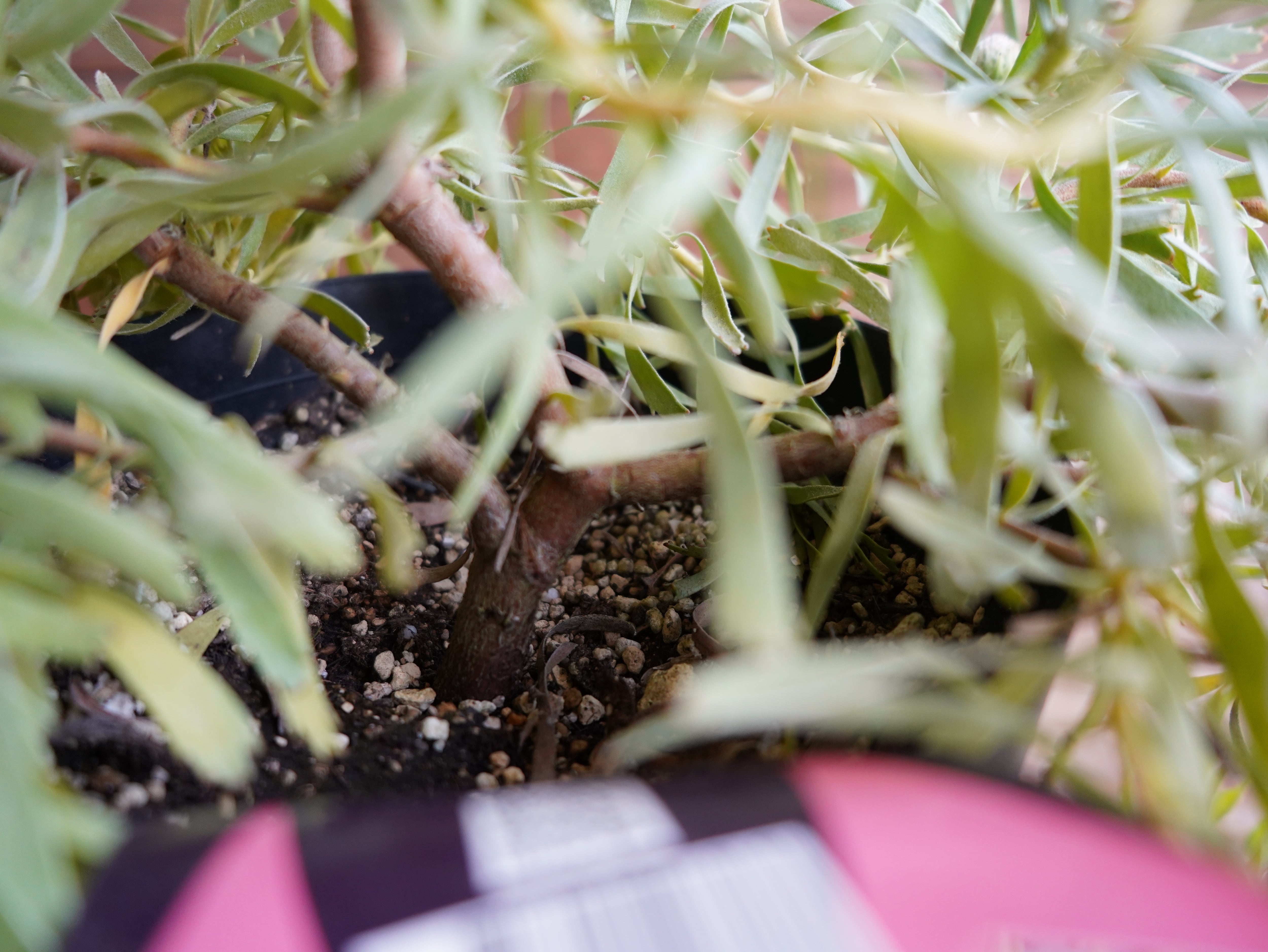 【現物】リューコスペルマム "カリプソゴールド"