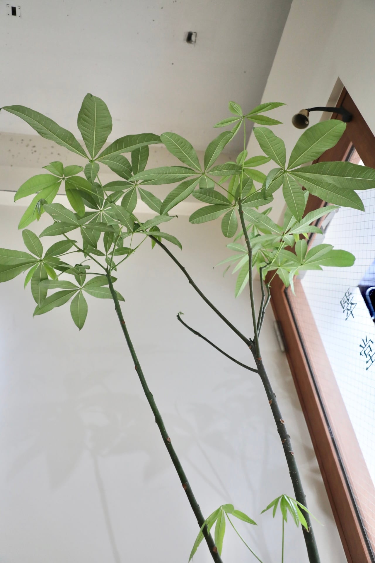 L/177cm】パキラ/Pachira glabra | 【厳選植物・器】MIDORI DOUMEI 翠
