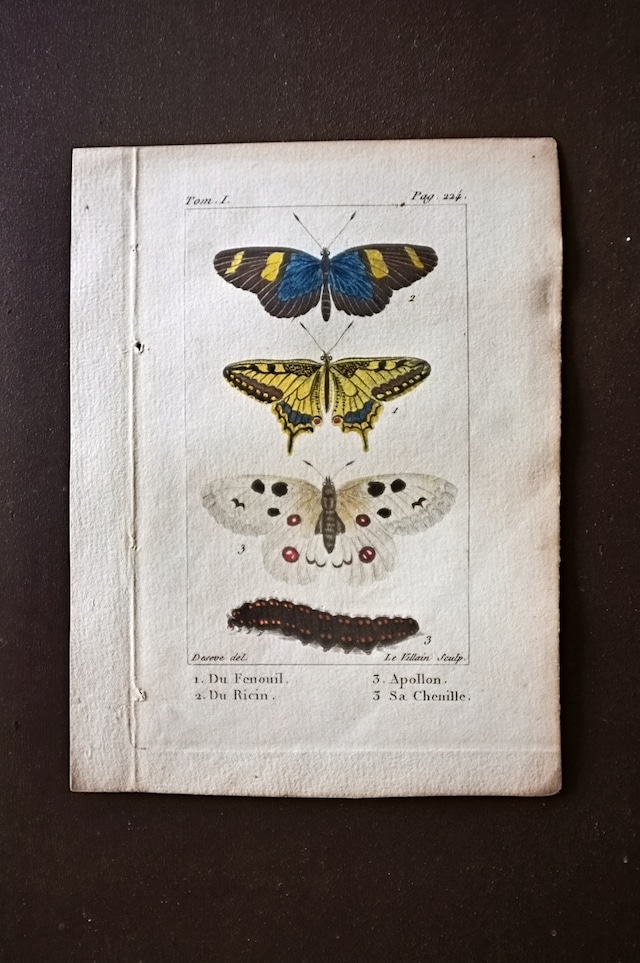 1780s フランス ビュフォン伯爵による蛾と幼虫の博物画e Buffon アンティーク