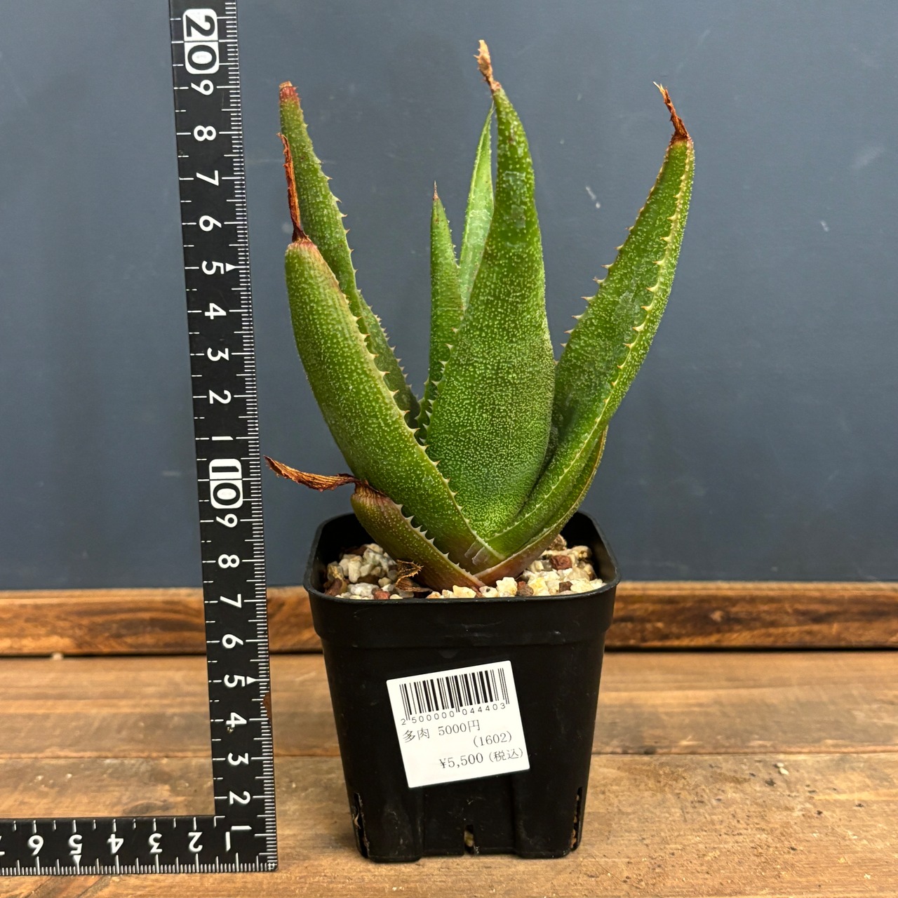 アロエ ソーンクロフティ【285】