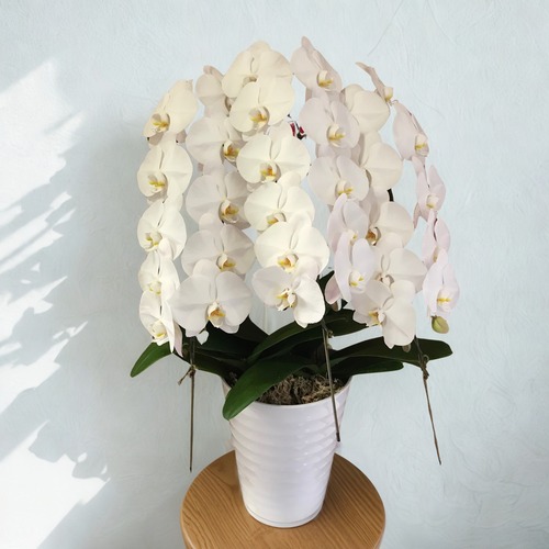 【法人】胡蝶蘭の定期便〈１ヶ月に１回お届け〉 画像