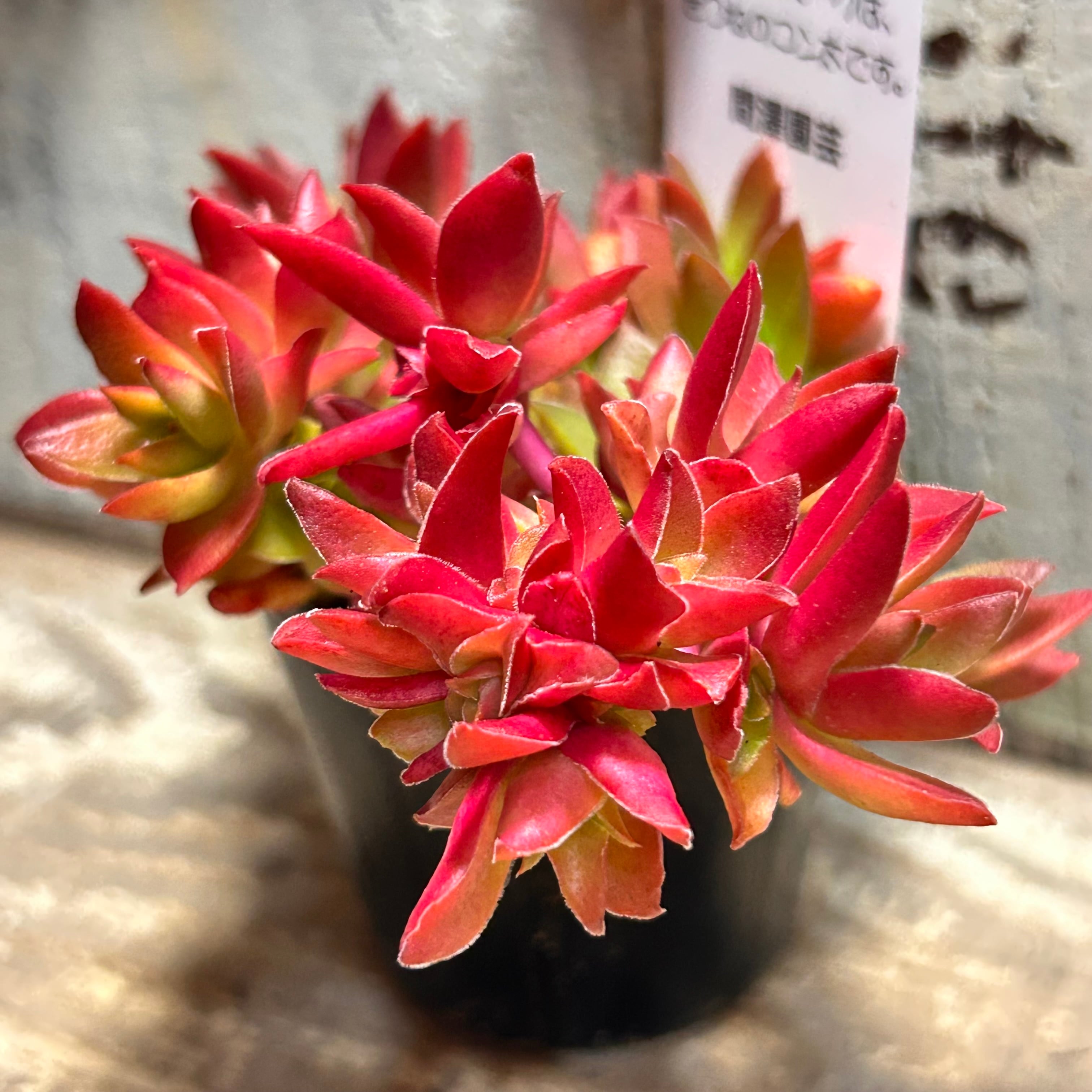紅葉祭り群生 | RuPo 多肉植物専門店