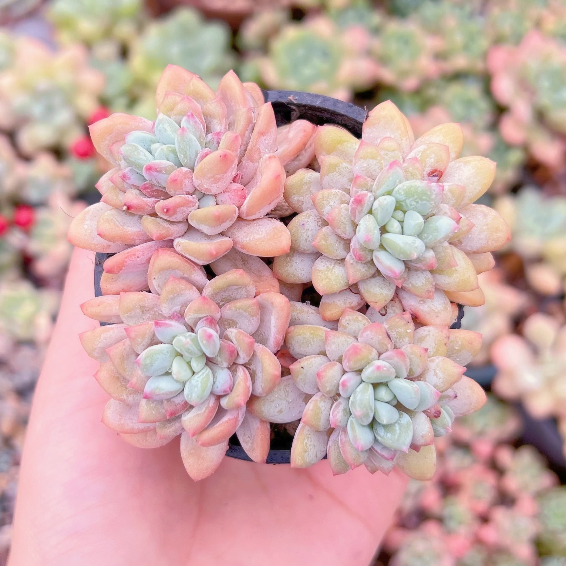 現品　ストロベリークリーム#2358　るる農園