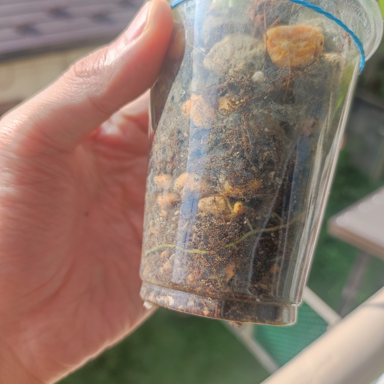 フィロデンドロン フロリダビューティー / Philodendron Florida beauty④