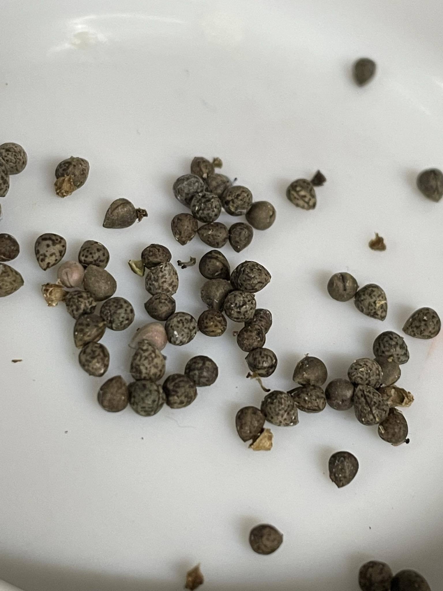 ユーフォルビア・オベサ/Euphorbia obesa【種子5粒+α】