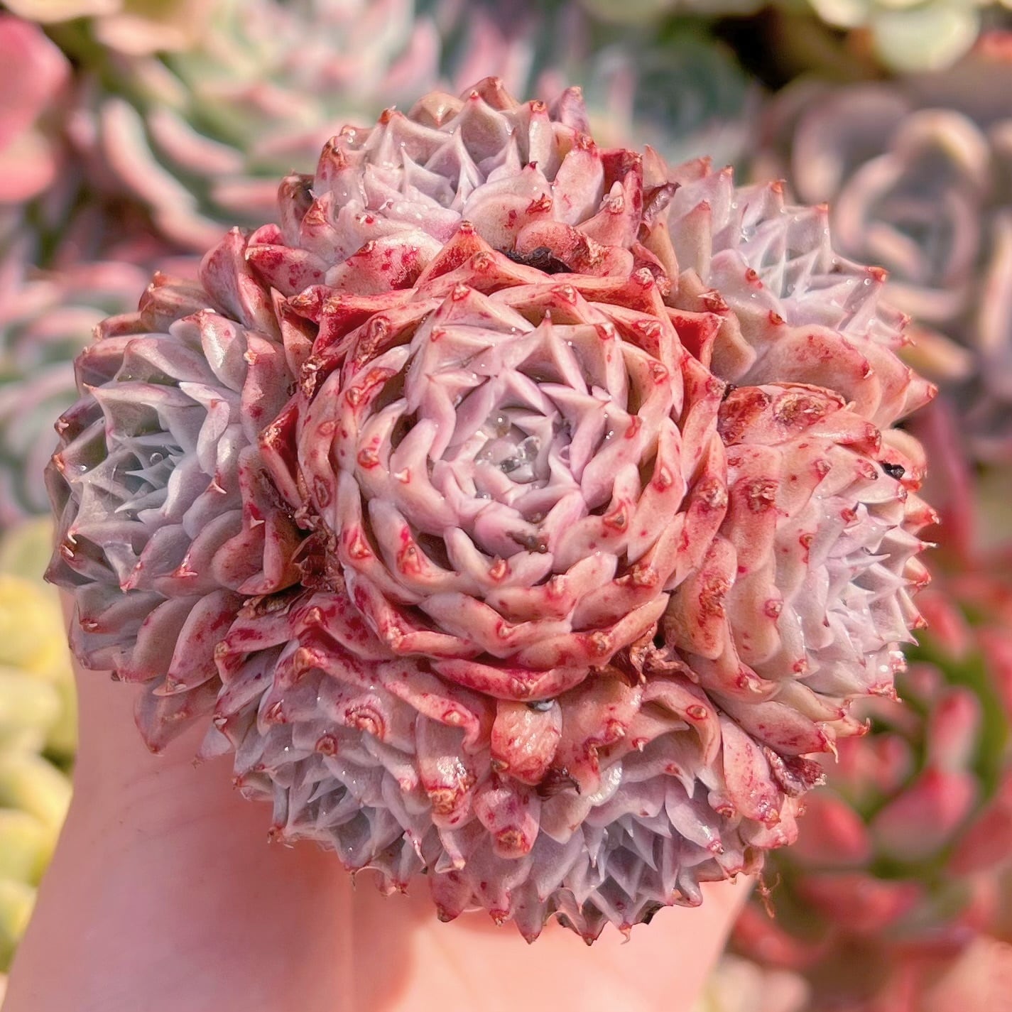 現品　ヘレナ#852　群生　るる農園