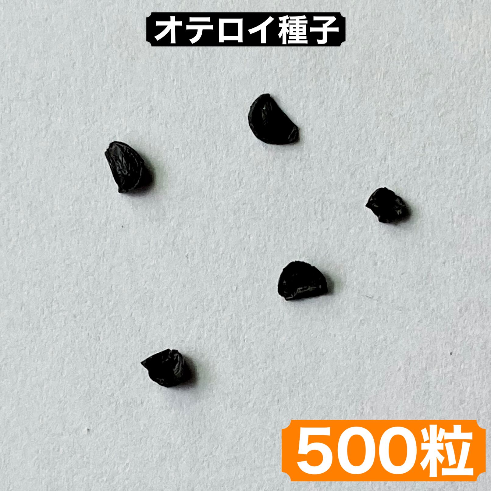 発芽率90%！アガベ　オテロイ種子500粒