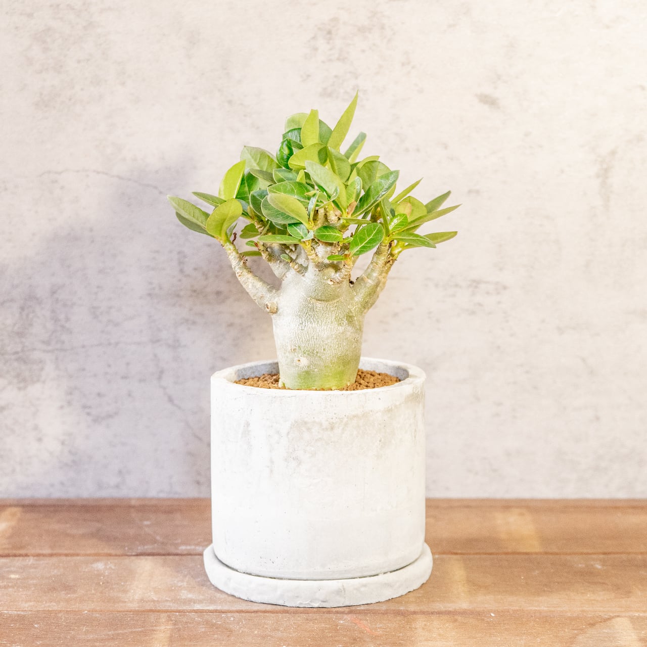 【愛らしい塊根植物】アデニウム・ドワーフタイプ。丸みを帯びたぽってりボディ。樹形にこだわった一株ごとの厳選仕入れ。手づくりモルタル鉢/虫発生抑制/育て方がわかる管理シート付き(全国一律送料850円)