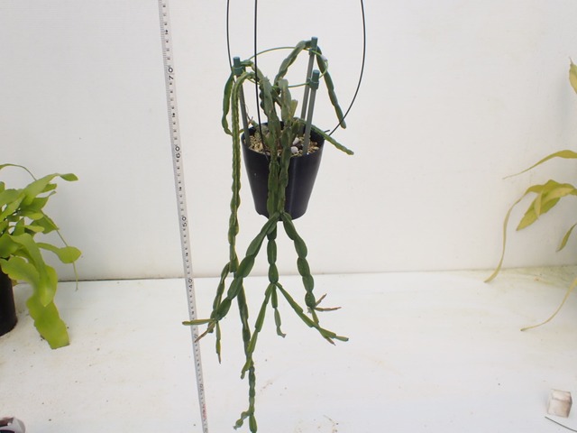 Rhipsalis paradoxa　３．５号鉢　吊り鉢