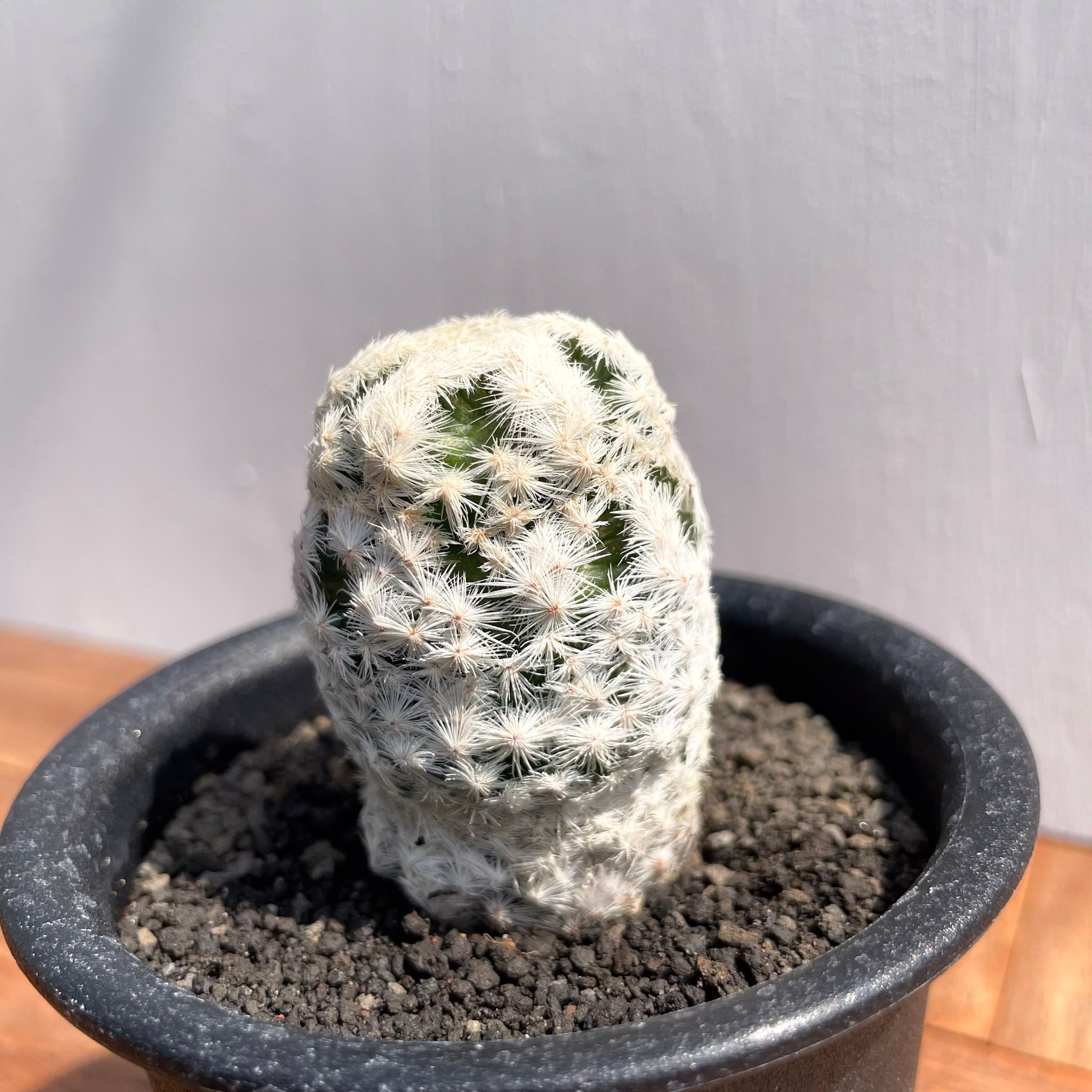 Mammillaria herrerae【マミラリア・大文字白鳥】 | RIMO'S GREEN
