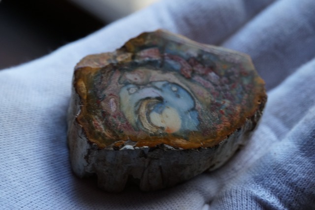 珪化木 Araucarioxylon ⑤